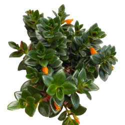 Lipstick Vine orange